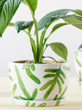 Decorative Plant Pot | Monarch Fern