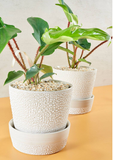 White-Water Bead Planter Pot